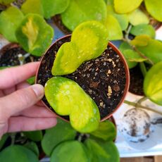 HOYA KERRI REVERSE VARIEGATA, image , 3 image