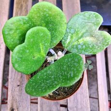 HOYA KERRI REVERSE VARIEGATA, image 