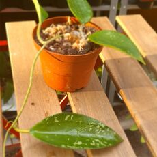 HOYA POTTSII SPLASH, image 