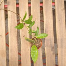 HOYA PUBICALYX SILVER PINK, image 