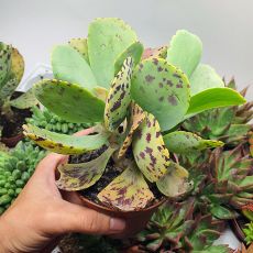 KALANCHOE MARMORATA, image 