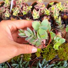 KALANCHOE FEDTSCHENKOI, image 