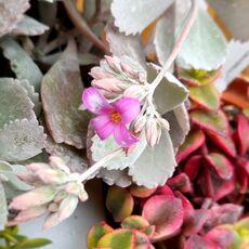 KALANCHOE PUMILA, image _ab__is.image_number.default