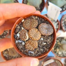 LITHOPS BROMFIELDII, image 