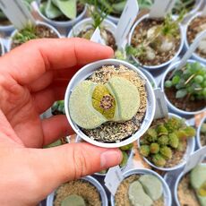 LITHOPS FULVICEPS AUREA, image 