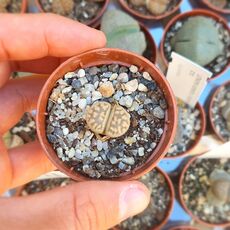 LITHOPS KARASMONTANA BELLA, image 