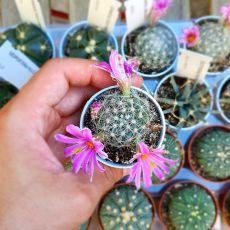 MAMMILLARIA BOOLII, image 