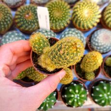 MAMMILLARIA ELONGATA LEMON, image 