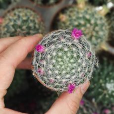 MAMMILLARIA LAUI, image 