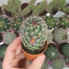 MAMMILLARIA MICROHELIA, image , 2 image