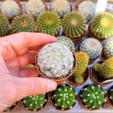 MAMMILLARIA PLUMOSA, image , 4 image