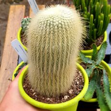 NOTOCACTUS LENINGHAUSII ALBA, image 