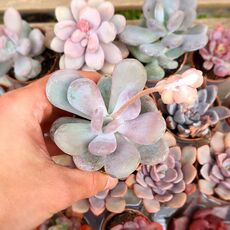 PACHYPHYTUM OVIFERUM, image _ab__is.image_number.default