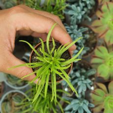 PEPEROMIA SP., image 