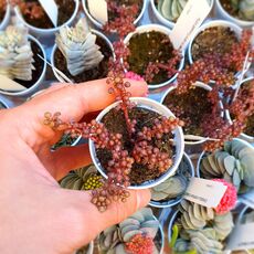 PILEA SERPYLLACEA GLOBOSA, image 