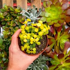 PORTULACARIA AFRA LEMON, image 