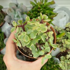 PORTULACARIA AFRA VARIEGATA, image , 2 image