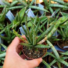 SANSEVIERIA FRANCISII, image 