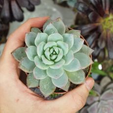 ECHEVERIA BLUE BIRD, image _ab__is.image_number.default