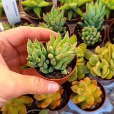 SEDUM MORGANIANUM, image , 4 image
