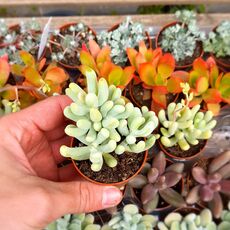 SEDUM PACHYPHYLLUM, image _ab__is.image_number.default