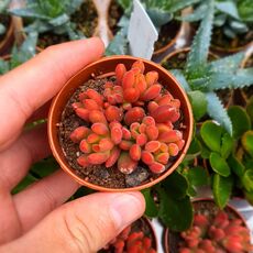 SEDUM SP. HYBRID, image 