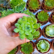 SEMPERVIVUM GREEN APPLE, image 