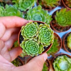 SEMPERVIVUM HAIRY BALLS, image 