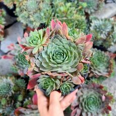 SEMPERVIVUM SP., image 