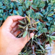 SENECIO CRASSISSIMUS, image _ab__is.image_number.default