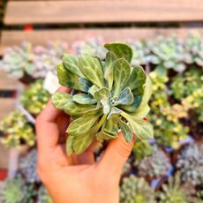 SENECIO GALPINII VARIEGATA, image 