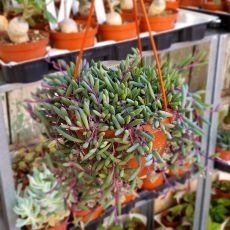 SENECIO HERREIANUS PURPLE FLUSH, image 