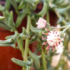 SENECIO PEREGRINUS, image _ab__is.image_number.default