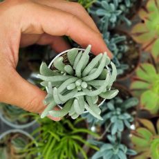 SENECIO SCAPOSUS, image 