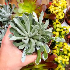 SENECIO SCAPOSUS, image , 3 image