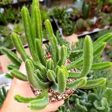 STAPELIA LEENDERTZIAE, image 