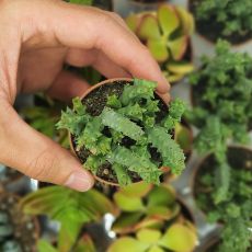 STAPELIA VARIEGATA, image , 2 image