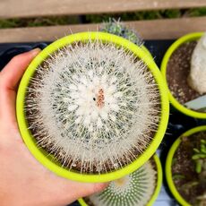 THELOCACTUS MACDOWELLII, image 