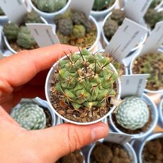 THELOCACTUS RINCONENSIS, image , 2 image