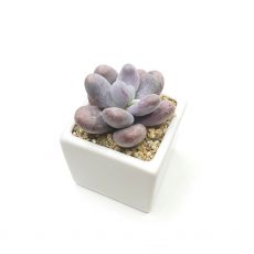 TINY, image 