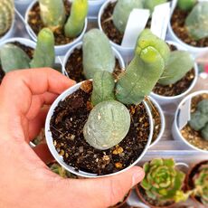 TRICHOCEREUS BRIDGESII MONSTROSUS, image 