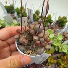 ADROMISCHUS MARIANAE LITTLE SPHEROID, image 