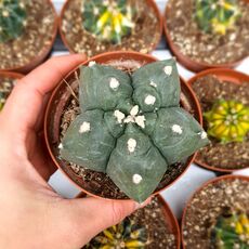 ASTROPHYTUM MYRIOSTIGMA KIKKO NUDUM, image 