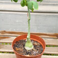 ADENIA GLAUCA, image _ab__is.image_number.default