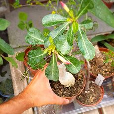 ADENIUM OBESUM PINK, image 