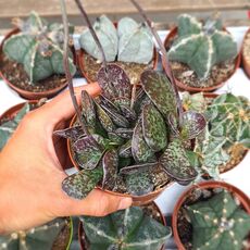 ADROMISCHUS RUPICOLA, image 