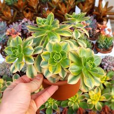 AEONIUM SUNBURST, image 