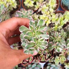 AEONIUM SUNBURST F. CRISTATA, image 