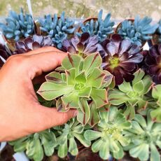 AEONIUM LEUCOBLEPHARUM, image _ab__is.image_number.default