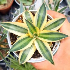 AGAVE UNIVITTATA VAR. LOPHANTHA F. QUADRICOLOR, image 